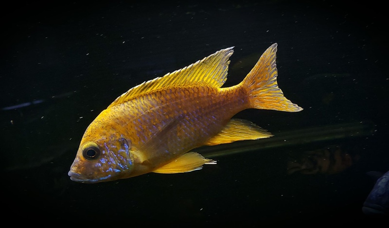 Aulonocara sp. 'stuartgranti maleri' Chidunga Rocks